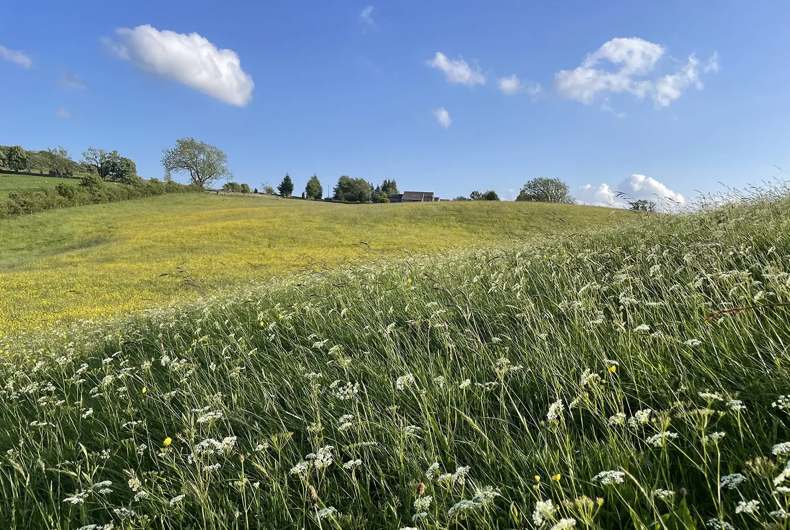 Bowland Ecology